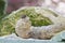 Silkworm make cocoon on Green Mulberry Leaf