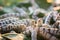 Silkworm on mulberry leaf , worm larvae ,eating mulberry leaf ,