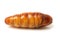 Silkworm, pupa fried is natural food,high protein