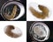 Silkworm pupation collage