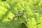Silkworm ringed silk worm on mulberry green leaf