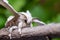 Silkworm on a Stick