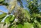 Silkworms Building The Webs On The Mulberry Tree