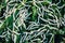 Silkworms close up on a mulberry leaf