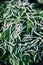 Silkworms close up on a mulberry leaf