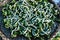 Silkworms close up on a mulberry leaf