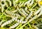 Silkworms eating mulberry leaf