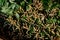 Silkworms eating mulberry leaves on bamboo wooden threshing basket