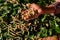 Silkworms eating mulberry leaves on bamboo wooden threshing basket