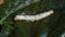 Silkworms are fattened by eating mulberry leaves ready to begin their metamorphosis 2.