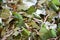 Silkworms on mubbery leaves