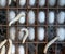 Silkworms and their cocoons on a natural silk production farm.