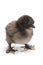 Silky Bantam Chick Chicken