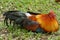 Silky Bantam on green lawn