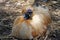 Silky Bantam rooster