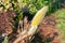 Silky Magnolia catkin on a sunny day