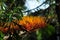 Silky Oak Flower Blossom grevillea robusta