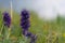 Silky Phacelia or Blue Alpine Phacelia purple fringe wild flower