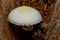 Silky Rosegill Mushroom Volvariella bombycina