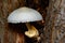 Silky Rosegill Mushroom Volvariella bombycina