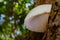 Silky Rosegill Mushroom (Volvariella bombycina)