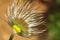 Silky seed head of a pasque flower