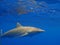 Silky shark in clear blue water, Jardin de la Reina, Cuba.