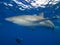 Silky shark and diver, Jardin de la Reina, Cuba.