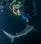 Silky Shark at Islas Revillagigedos, Mexico