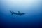 Silky Shark Malpelo