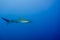 Silky Shark Malpelo