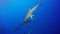 Silky sharks in Jardin de la Reina, Cuba