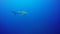 Silky sharks in Jardin de la Reina, Cuba