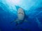 Silky sharks under boat in clear blue water