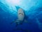 Silky sharks under boat in clear blue water