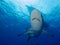 Silky sharks under boat in clear blue water