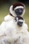 Silky sifaka (Propithecus candidus)