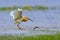 Silky or Squacco Heron