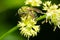 Silky Striped Sweat Bee - Agapostemon sericeus