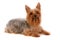 Silky Terrier