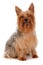 Silky Terrier