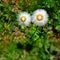 Silky white wildflower on green grass