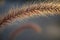 Silky wild rye at sunset