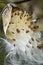 Silky winged seeds of a milkweed flower in Vernon, Connecticut