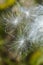 Silky winged seeds of a milkweed flower in Vernon, Connecticut