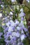 Silky Wisteria brachybotrys Golden Dragon, white-purple flowers