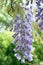 Silky Wisteria brachybotrys Golden Dragon, whitish-purple flowers