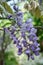 Silky Wisteria brachybotrys Okayama scented violet-purple flowers