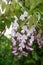 Silky Wisteria brachybotrys Showa-beni, pale pink flowers