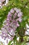 Silky Wisteria brachybotrys Showa-beni, pink flowers